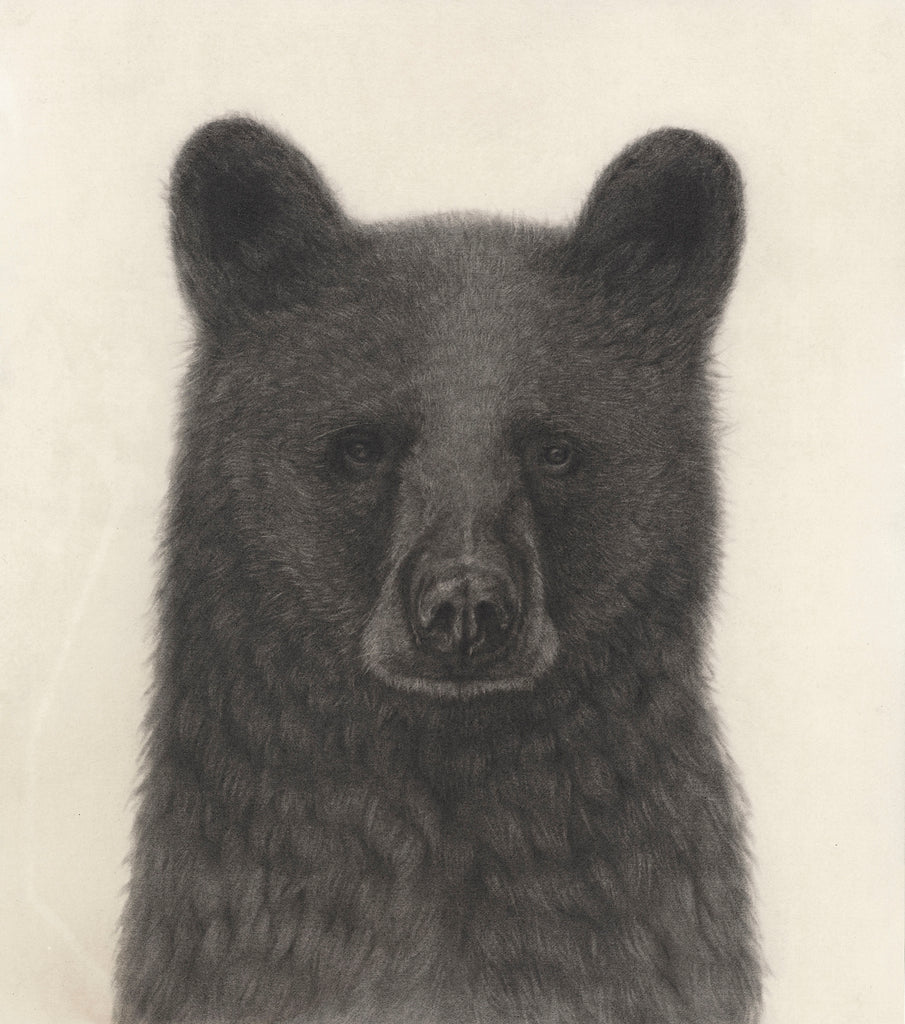 Black Bear