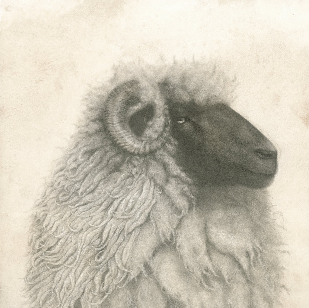 Ram portrait