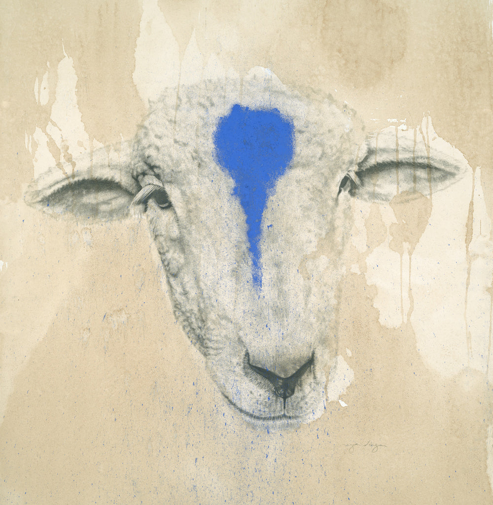 Blue Sheep